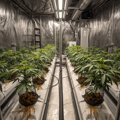 NFT Hydroponic System – 2.4 m