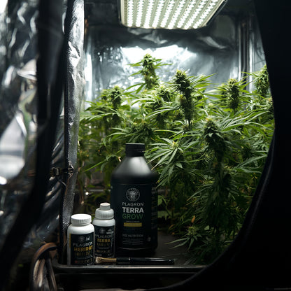 Plagron Terra Grow (1L)