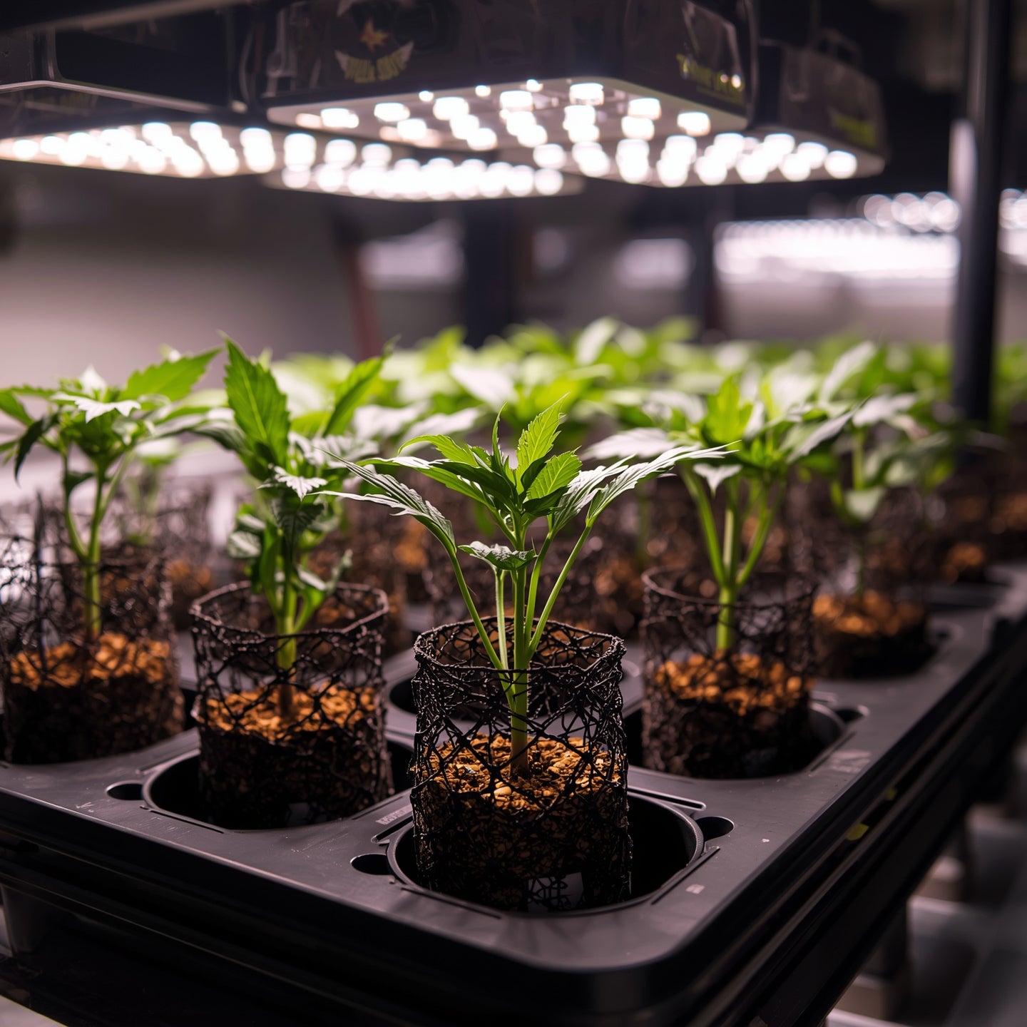 Net Pot 76 mm (3″) – Hydroponics