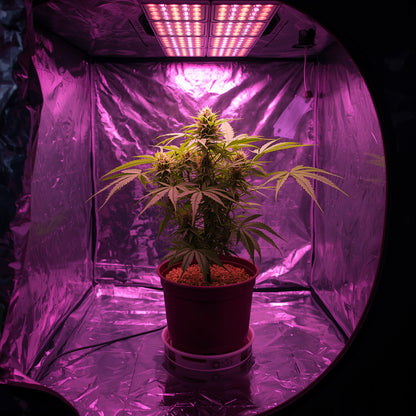 Fabric Grow Bag – 11L Breathable Pot for Cannabis