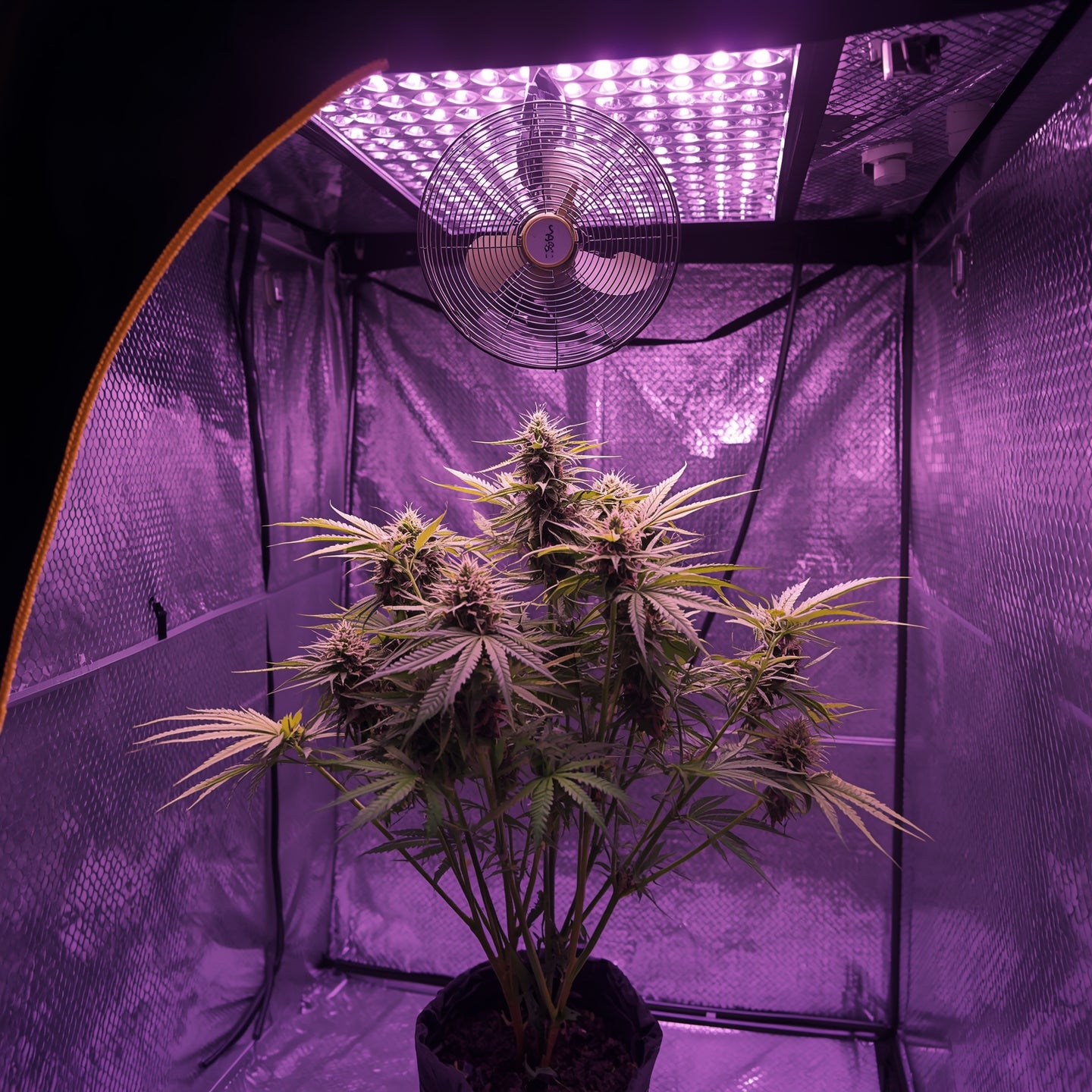 Clip-On Fan – 6-Inch Oscillating for Grow Tents