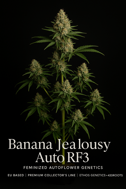 Banana Jealousy Auto RF3 (Feminized Autoflower) – Ethos Genetics