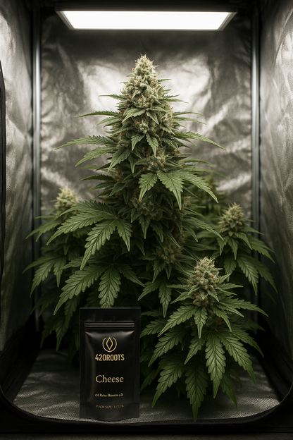 Cheese (Feminized) – RQS / Sensi (EU)