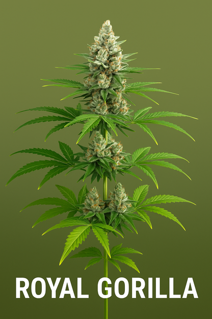 Royal Gorilla Feminized Seeds – Royal Queen Seeds
